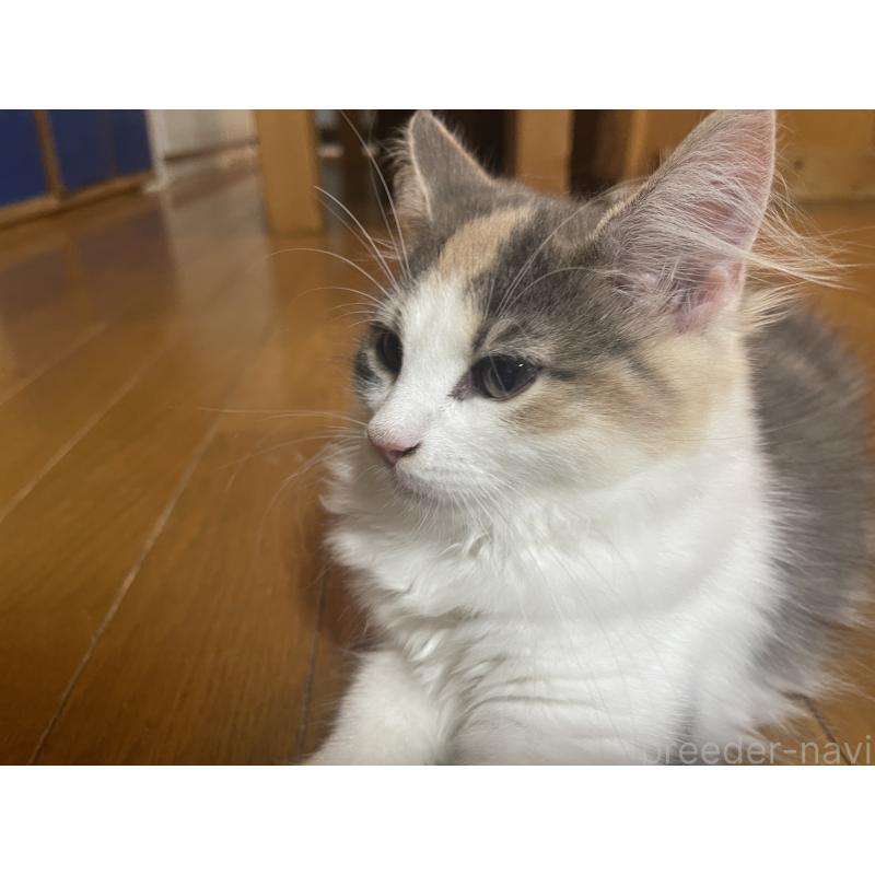 販売中の富山県のノルウェージャンフォレストキャット-129189の4枚目