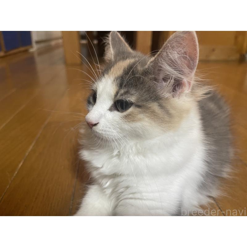 販売中の富山県のノルウェージャンフォレストキャット-129189の3枚目