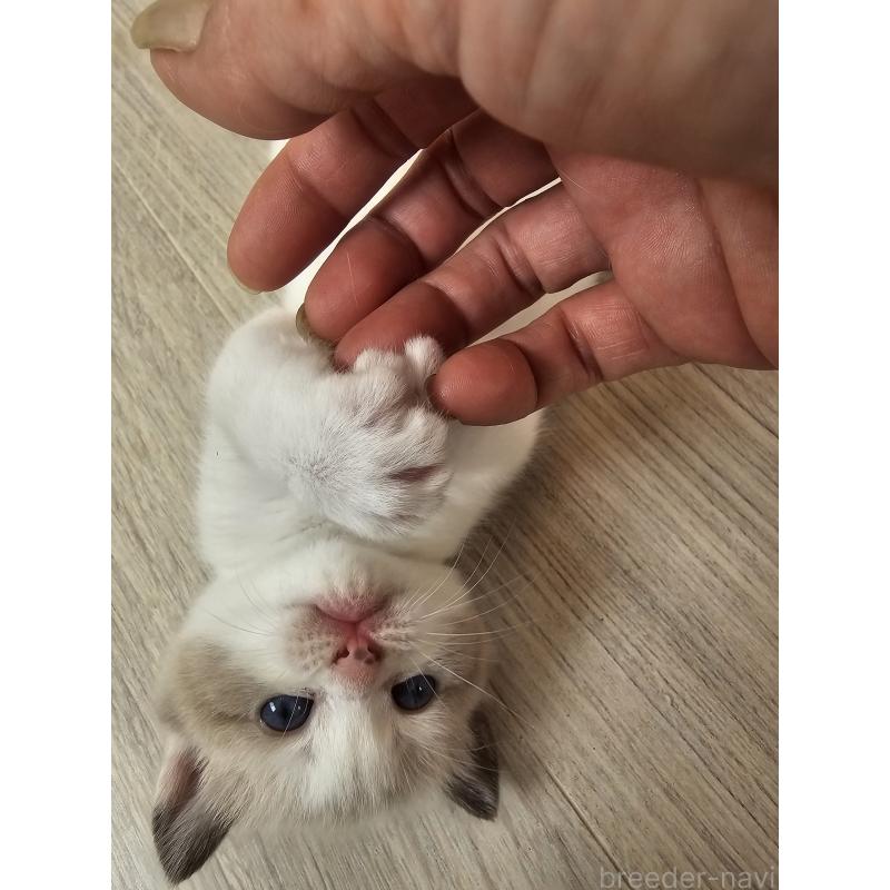 販売中の福岡県のマンチカン-128649の6枚目