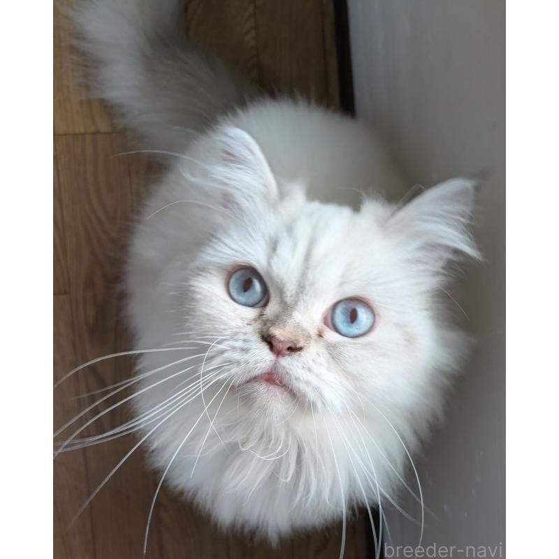 販売中の大阪府のミヌエット-127978の14枚目