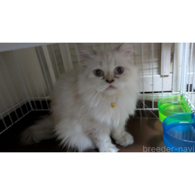 販売中の大阪府のミヌエット-127978の12枚目