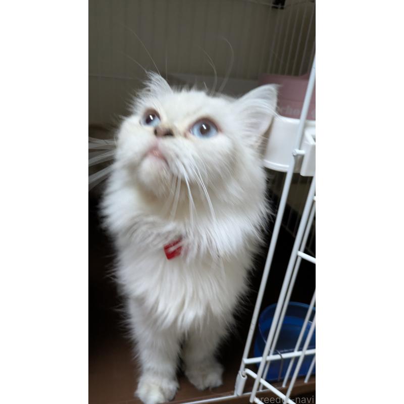 販売中の大阪府のミヌエット-127978の11枚目