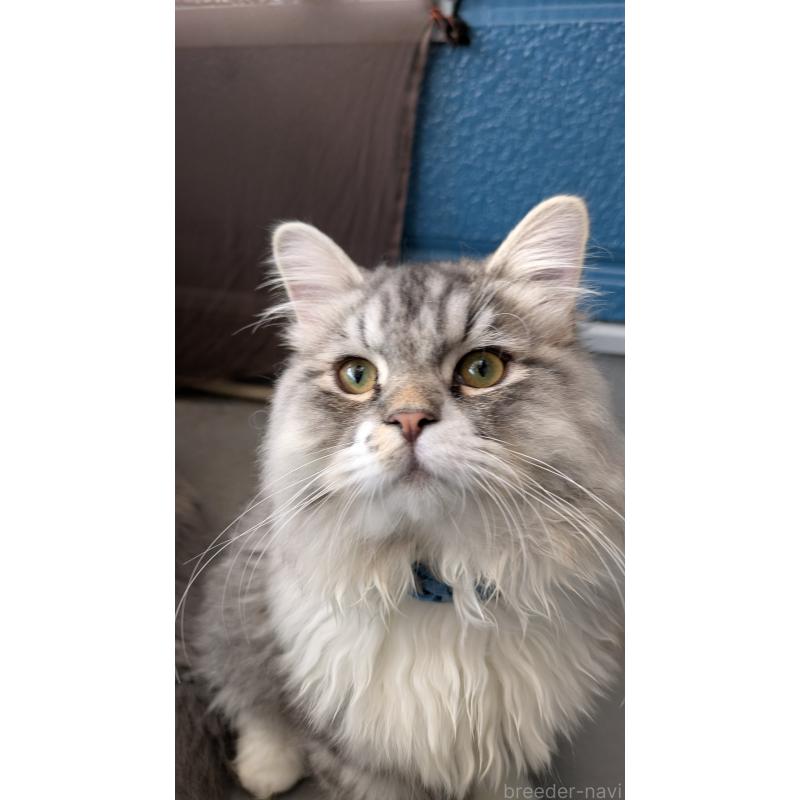 販売中の大阪府のミヌエット-121834の11枚目