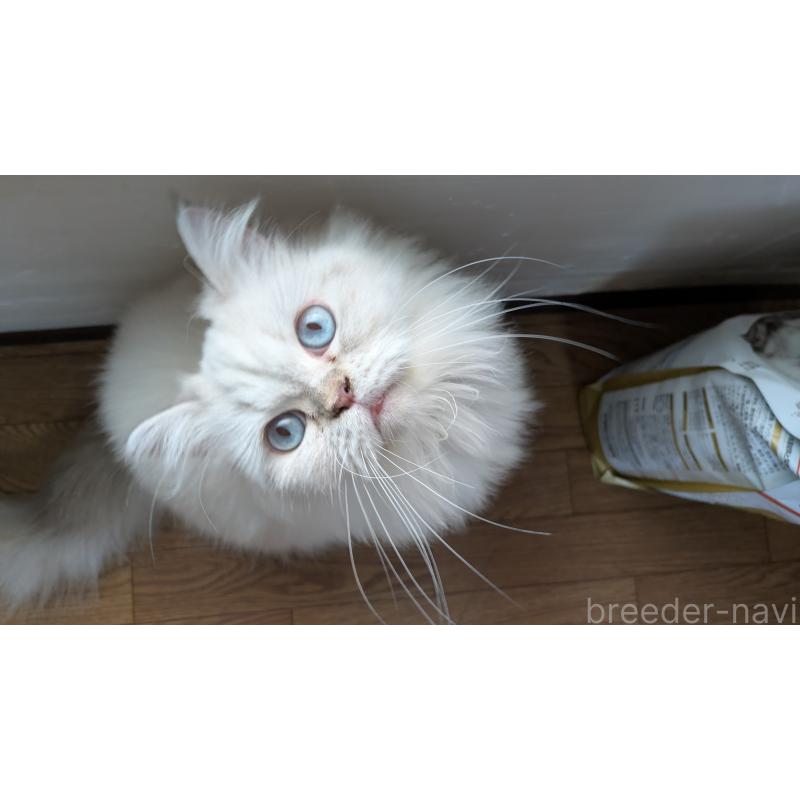 販売中の大阪府のミヌエット-127978の10枚目