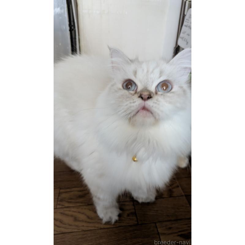 販売中の大阪府のミヌエット-127978の9枚目