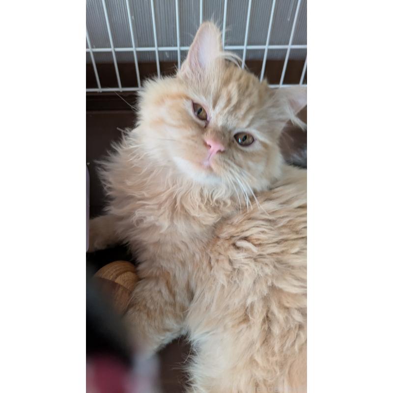 販売中の大阪府のミヌエット-120053の9枚目