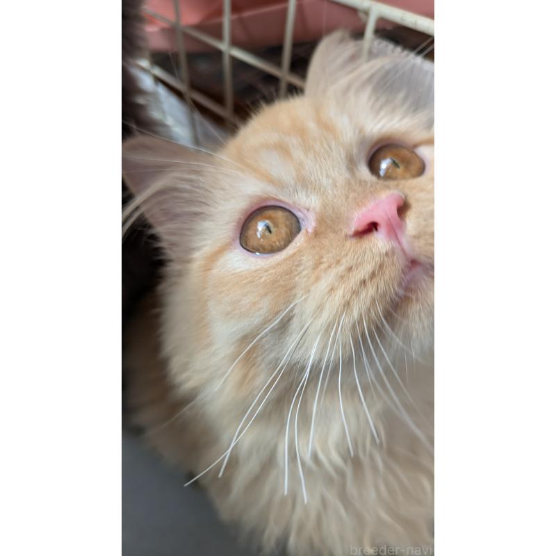 販売中の大阪府のミヌエット-120053の8枚目