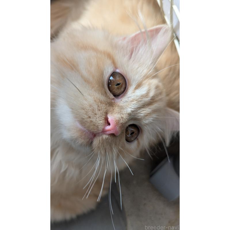 販売中の大阪府のミヌエット-120053の7枚目