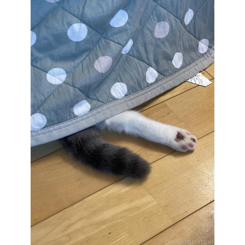 商談中の愛知県のブリティッシュショートヘア-126893の4枚目