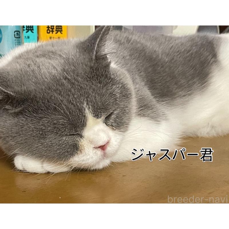 商談中の愛知県のブリティッシュショートヘア-126893の3枚目