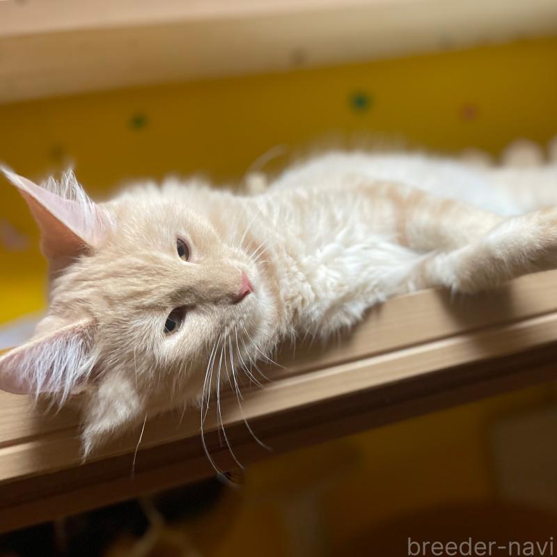 販売中の京都府のメインクーン-114566の3枚目