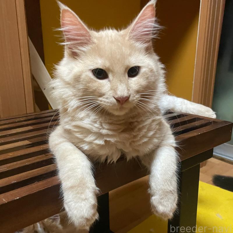 販売中の京都府のメインクーン-114566の2枚目