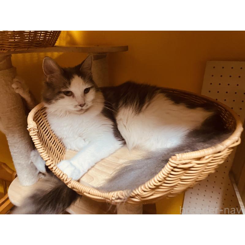 販売中の京都府のメインクーン-120075の1枚目