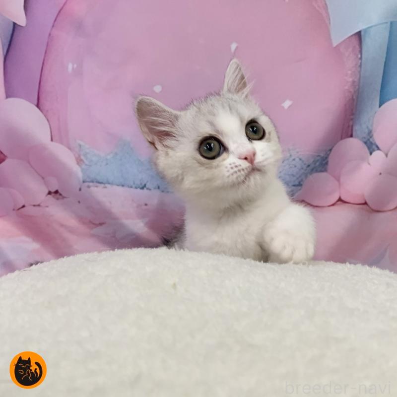 販売中の大阪府のスコティッシュフォールド-126794の1枚目