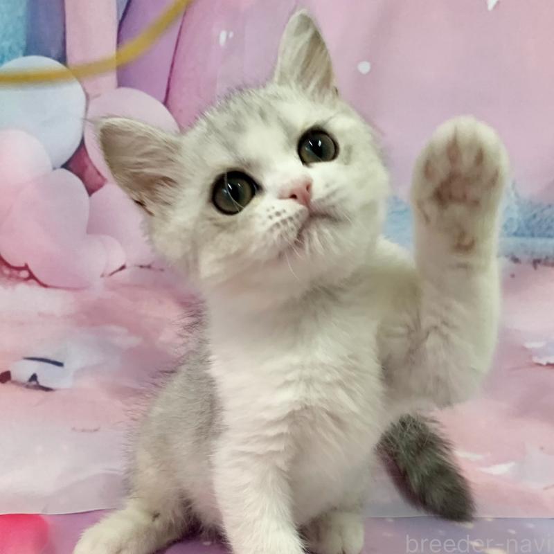 販売中の大阪府のスコティッシュフォールド-126794の2枚目