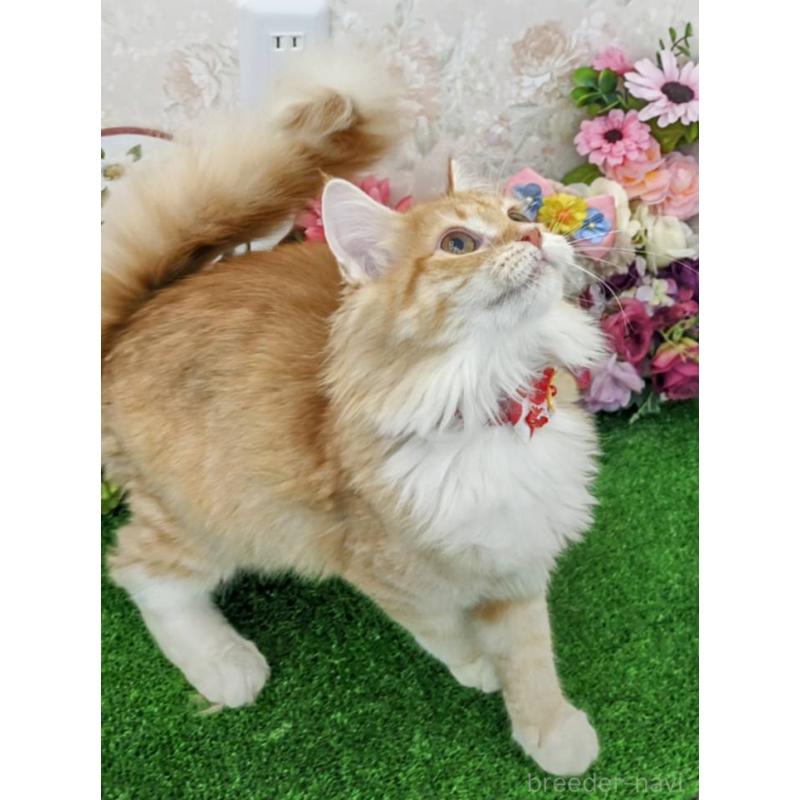 販売中の千葉県のメインクーン-129212の4枚目