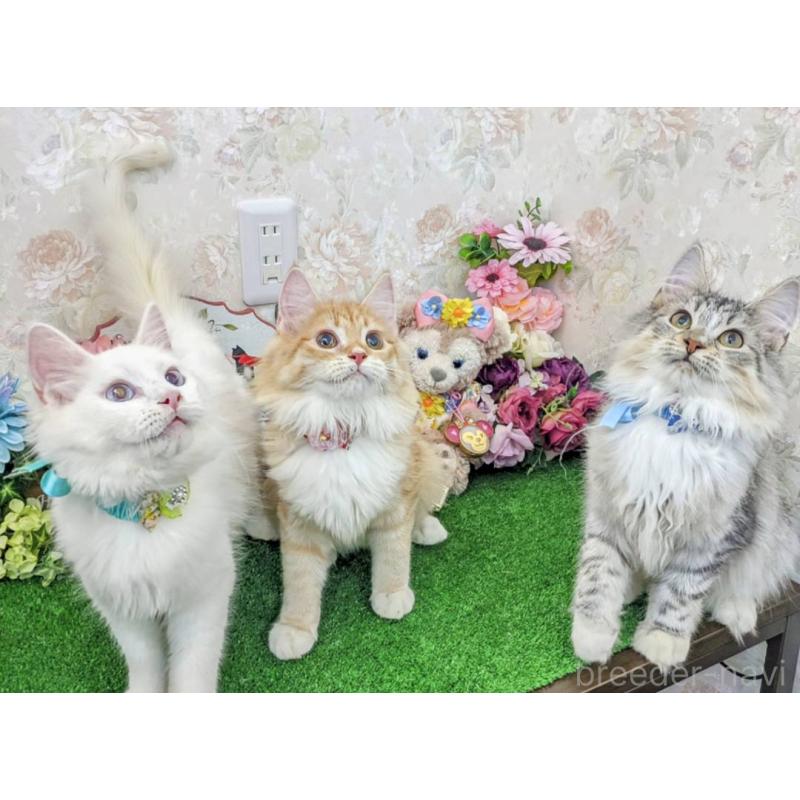 販売中の千葉県のメインクーン-129212の2枚目