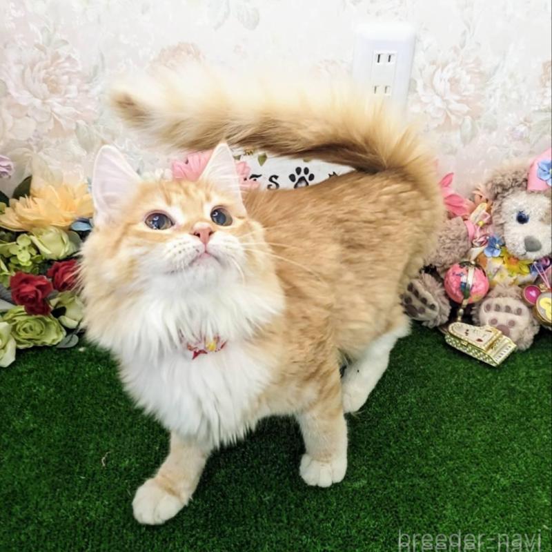 販売中の千葉県のメインクーン-129212の1枚目