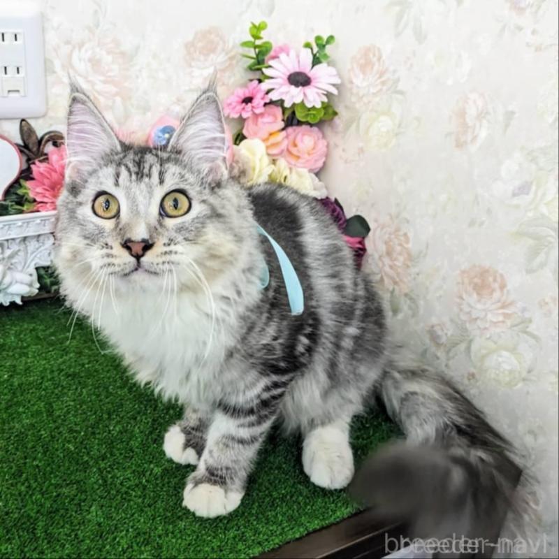 販売中の千葉県のサイベリアン-129213の1枚目