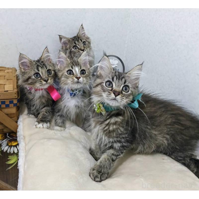 販売中の千葉県のラガマフィン-129217の10枚目