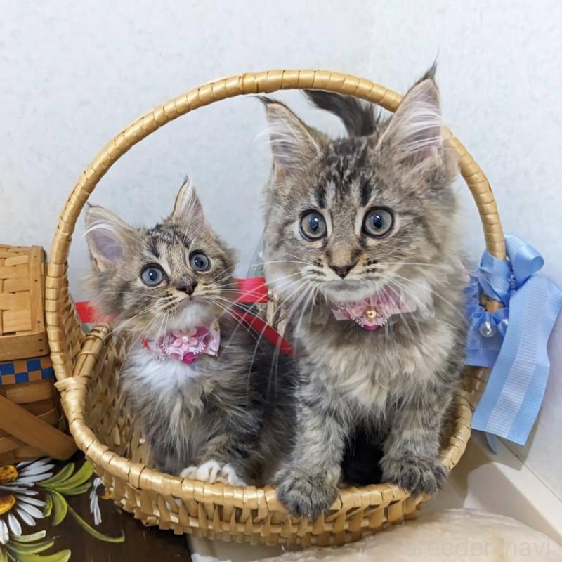 販売中の千葉県のラガマフィン-129217の7枚目