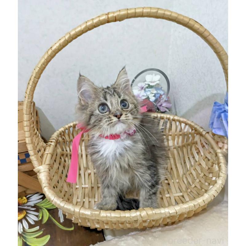 販売中の千葉県のラガマフィン-129217の2枚目