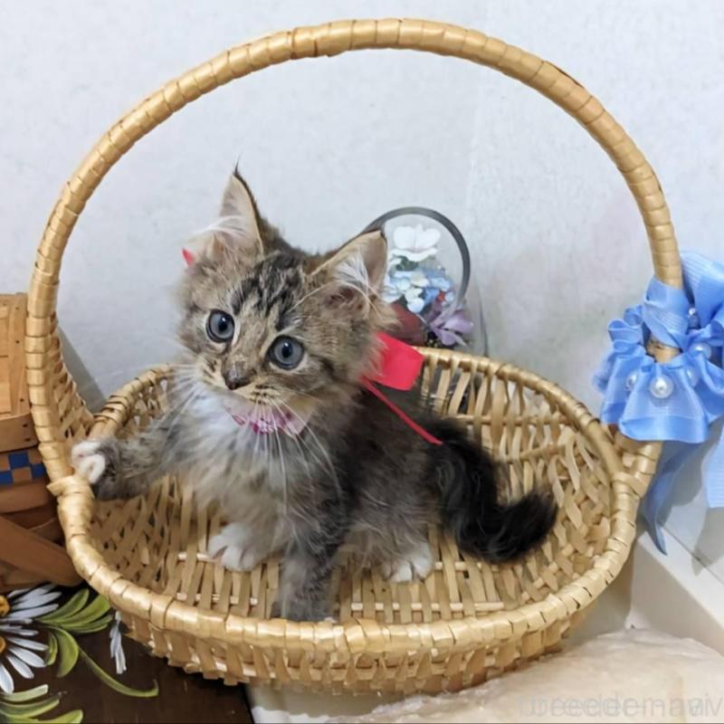 販売中の千葉県のラガマフィン-129217
