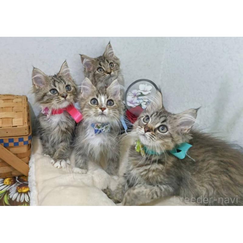 販売中の千葉県のラガマフィン-129218の8枚目