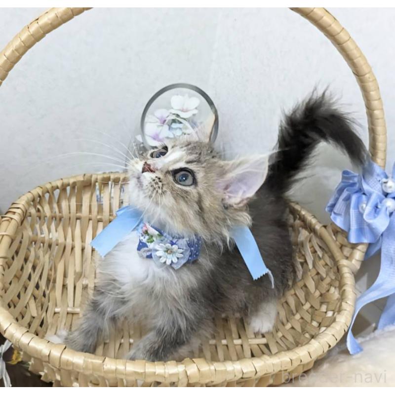 販売中の千葉県のラガマフィン-129218の4枚目