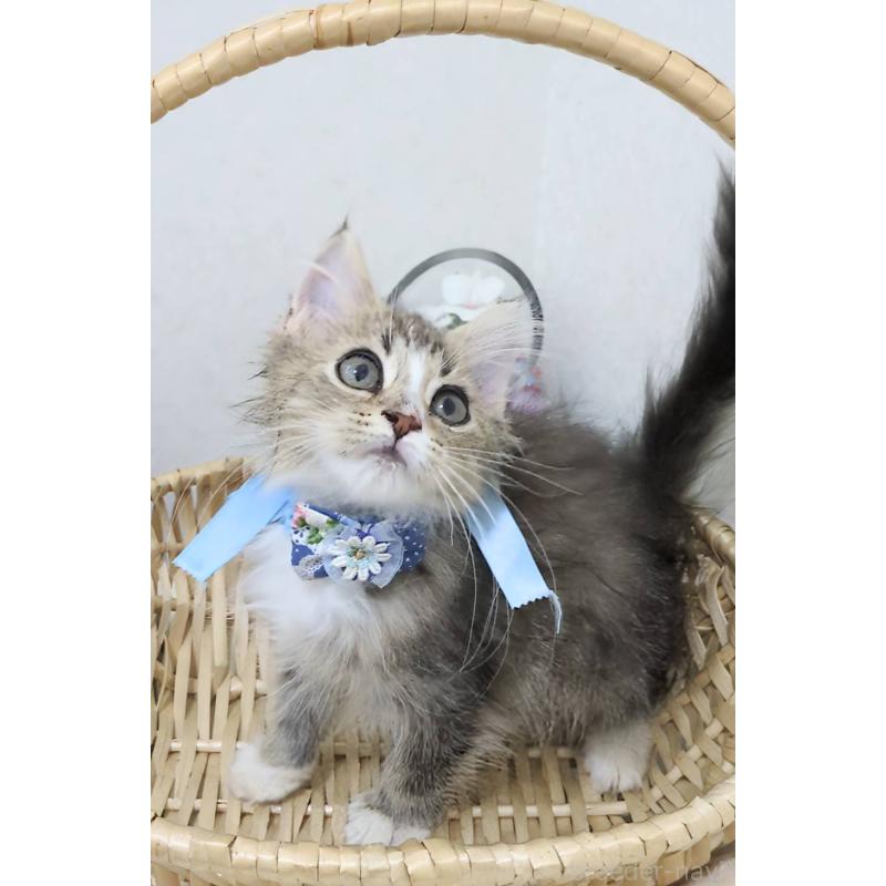 販売中の千葉県のラガマフィン-129218の2枚目