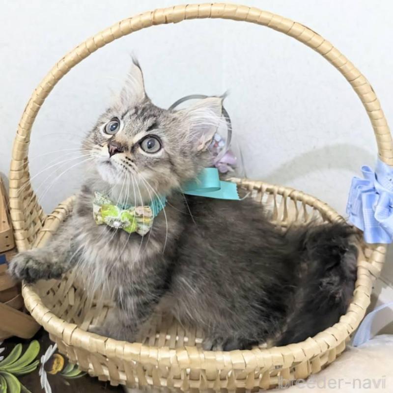 販売中の千葉県のラガマフィン-129219
