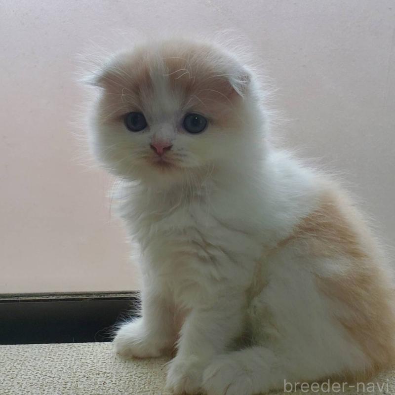 商談中の愛知県のスコティッシュフォールド(折れ耳)-128266の2枚目