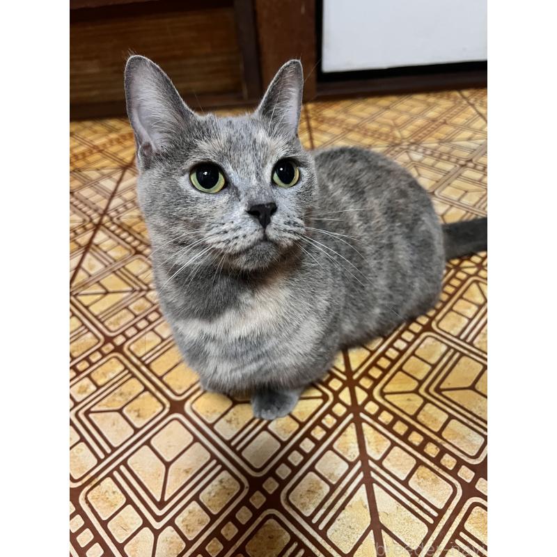 成約済の大阪府のマンチカン(短足)-120898の3枚目