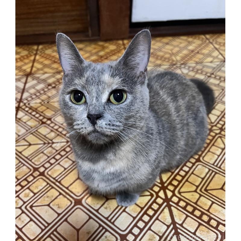 成約済の大阪府のマンチカン(短足)-120898の2枚目