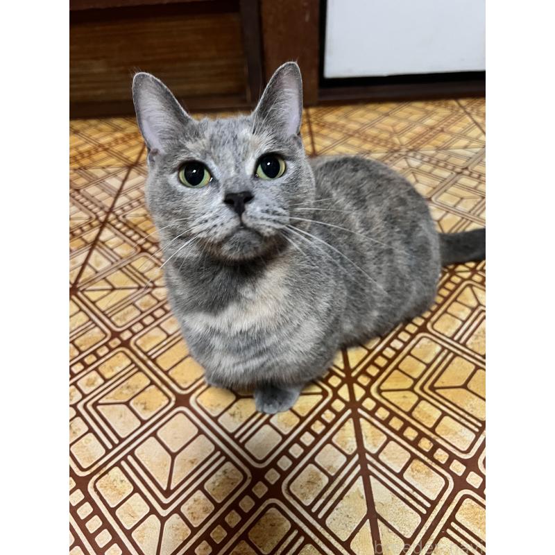 商談中の大阪府のマンチカン(短足)-120898