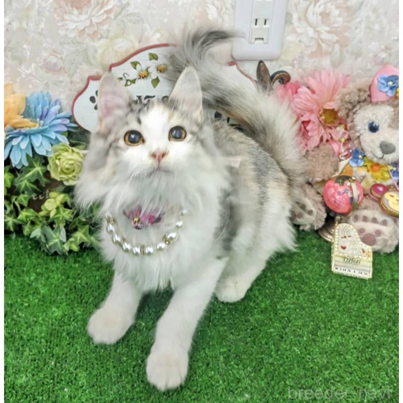 販売中の千葉県のサイベリアン-129236の6枚目