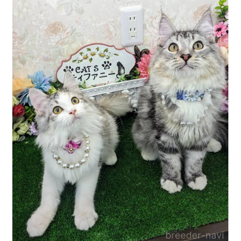 販売中の千葉県のサイベリアン-129236の3枚目