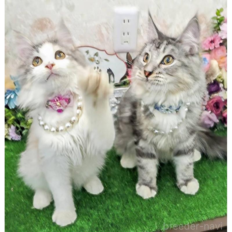 販売中の千葉県のサイベリアン-129236の2枚目