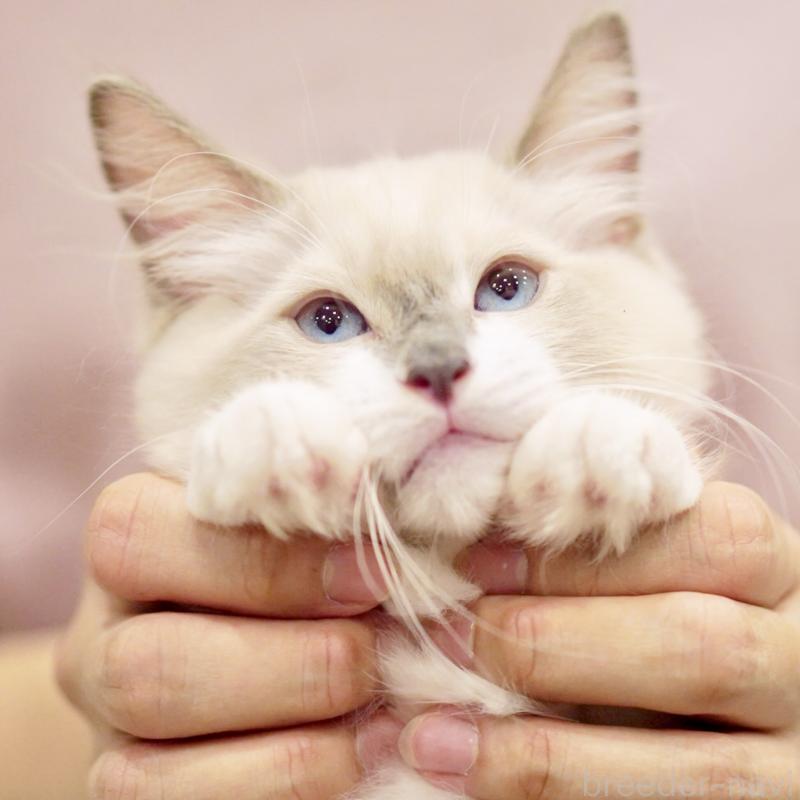 成約済の東京都のラグドール-124811の15枚目