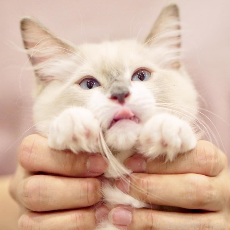 成約済の東京都のラグドール-124811の14枚目