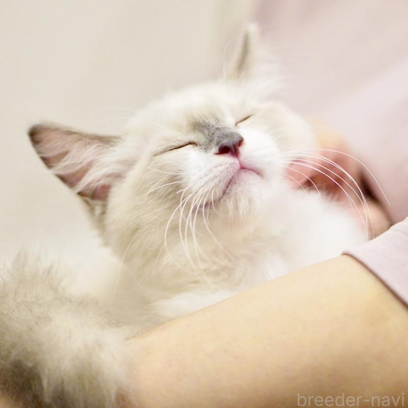 成約済の東京都のラグドール-124811の13枚目