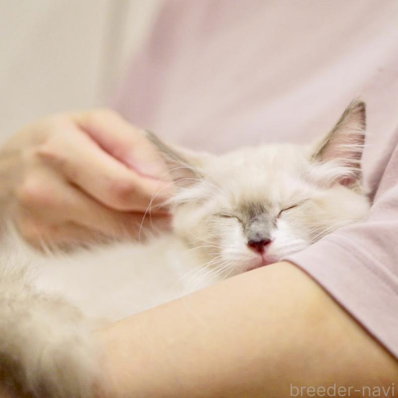 成約済の東京都のラグドール-124811の12枚目