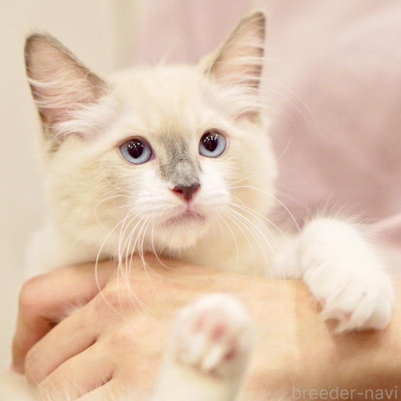 成約済の東京都のラグドール-124811の11枚目