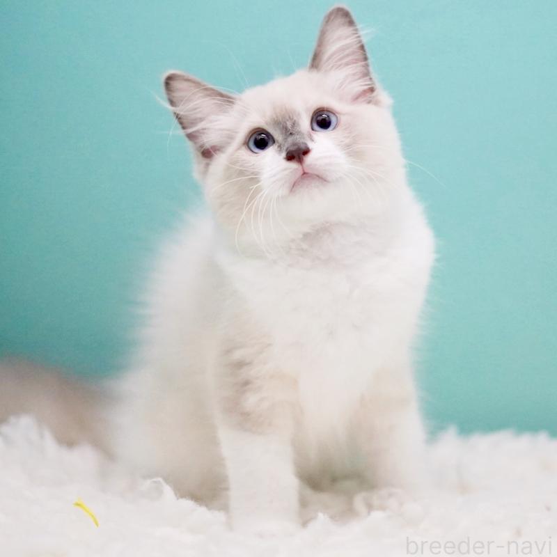 成約済の東京都のラグドール-124811の10枚目