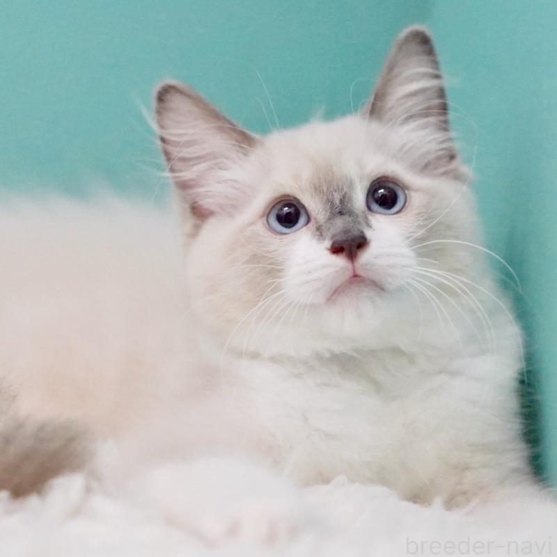 成約済の東京都のラグドール-124811の9枚目