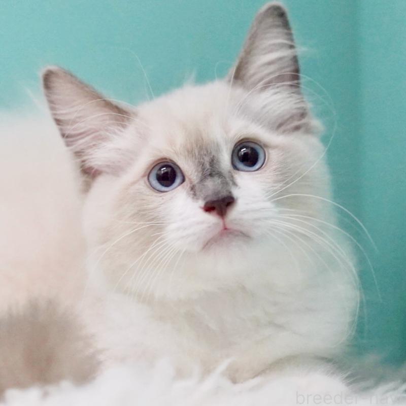 成約済の東京都のラグドール-124811の8枚目