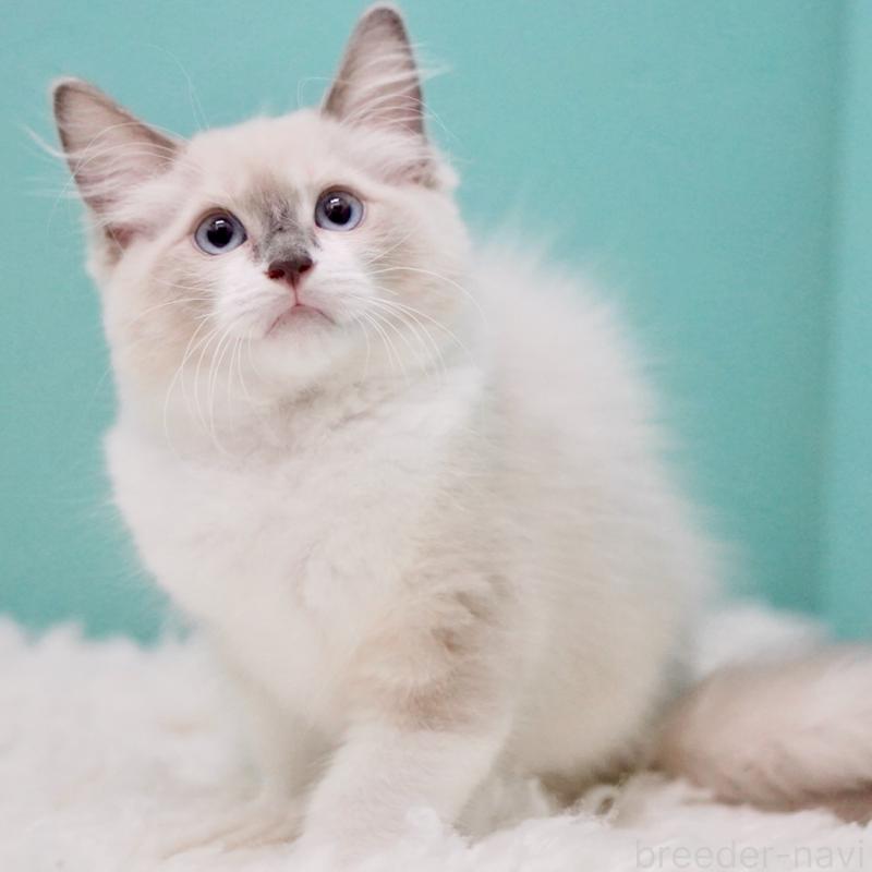 成約済の東京都のラグドール-124811の7枚目