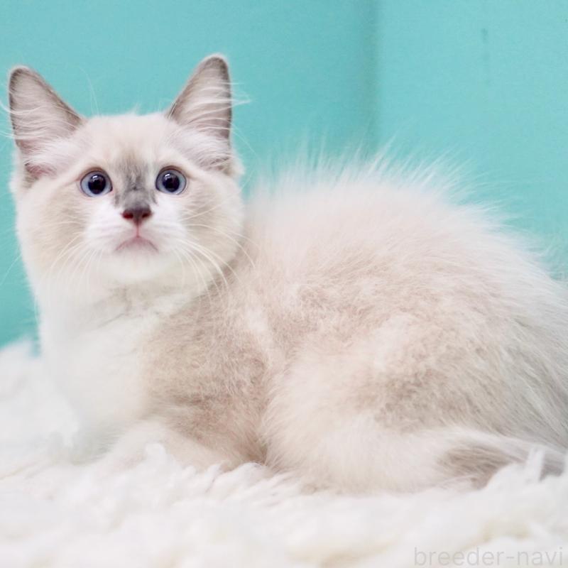 成約済の東京都のラグドール-124811の6枚目