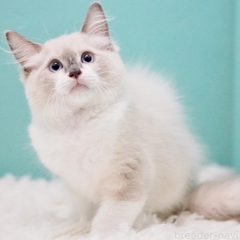 成約済の東京都のラグドール-124811の5枚目