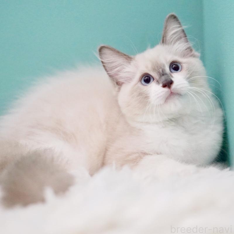 成約済の東京都のラグドール-124811の4枚目